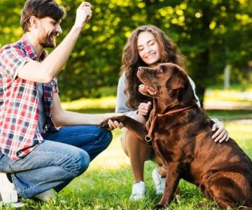 How to Train Your Dog to Be Comfortable Around Strangers