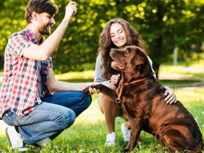 How to Train Your Dog to Be Comfortable Around Strangers