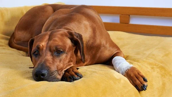 Understanding Pet Arthritis: Symptoms and Management for Better Care