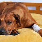 Understanding Pet Arthritis: Symptoms and Management for Better Care