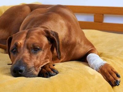 Understanding Pet Arthritis: Symptoms and Management for Better Care