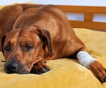 Understanding Pet Arthritis: Symptoms and Management for Better Care