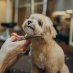 The Role of Regular Grooming in Preventing Health Problems in Pets