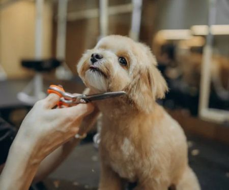 The Role of Regular Grooming in Preventing Health Problems in Pets