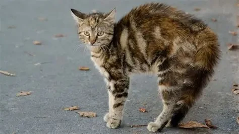 How to Spot and Treat Anxiety and Stress in Cats: A Complete Guide