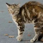 How to Spot and Treat Anxiety and Stress in Cats: A Complete Guide