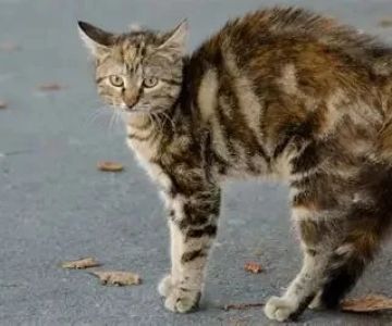 How to Spot and Treat Anxiety and Stress in Cats: A Complete Guide