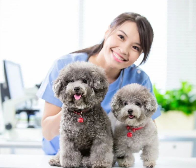 The Benefits of Regular Vet Check-Ups for Your Pet's Longevity and Quality of Life