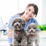 The Benefits of Regular Vet Check-Ups for Your Pet's Longevity and Quality of Life
