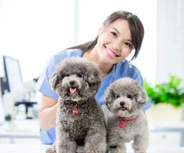 The Benefits of Regular Vet Check-Ups for Your Pet's Longevity and Quality of Life
