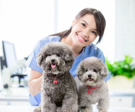 The Benefits of Regular Vet Check-Ups for Your Pet's Longevity and Quality of Life