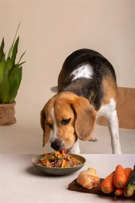 The Role of Nutrition in Your Pet's Overall Health - Essential Tips for Pet Owners