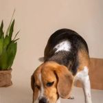 The Role of Nutrition in Your Pet's Overall Health - Essential Tips for Pet Owners