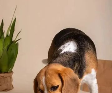 The Role of Nutrition in Your Pet's Overall Health - Essential Tips for Pet Owners