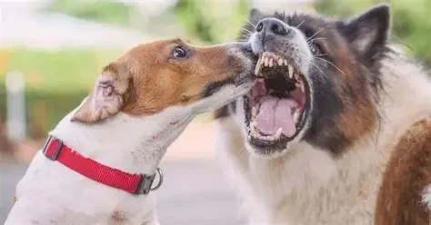 How to Deal with Pet Aggression: Tips for Peaceful Behavior