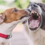 How to Deal with Pet Aggression: Tips for Peaceful Behavior