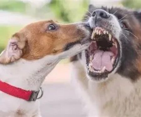 How to Deal with Pet Aggression: Tips for Peaceful Behavior