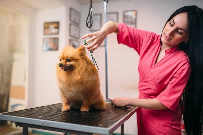 How to Choose the Best Pet Groomer for Your Pet’s Needs