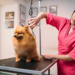 How to Choose the Best Pet Groomer for Your Pet’s Needs