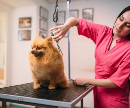 How to Choose the Best Pet Groomer for Your Pet’s Needs
