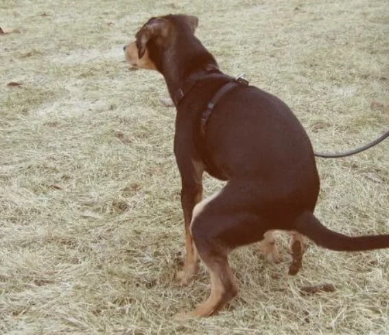 How to Prevent and Treat Pet Constipation – Expert Tips for Your Pet's Health