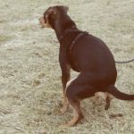How to Prevent and Treat Pet Constipation – Expert Tips for Your Pet's Health
