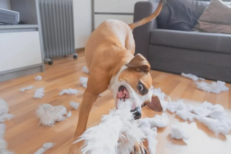 How to Spot and Treat Hyperactivity in Pets