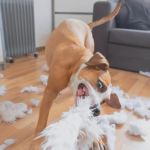 How to Spot and Treat Hyperactivity in Pets