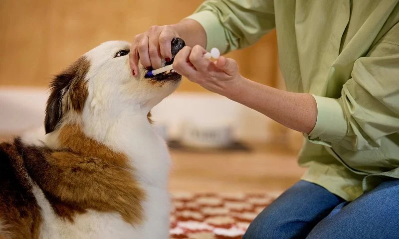 How to Safely Administer Medications to Your Pet: Expert Tips & Tricks