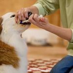 How to Safely Administer Medications to Your Pet: Expert Tips & Tricks
