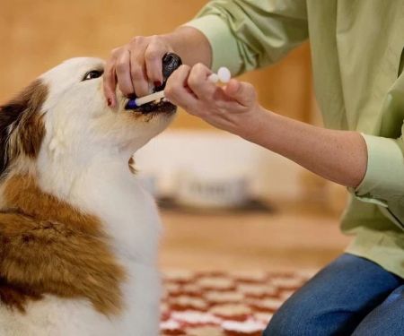How to Safely Administer Medications to Your Pet: Expert Tips & Tricks