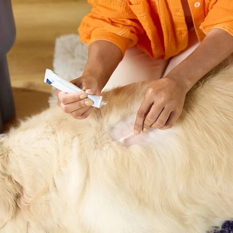 The Best Ways to Treat and Prevent Hot Spots on Dogs and Cats