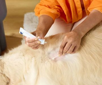 The Best Ways to Treat and Prevent Hot Spots on Dogs and Cats