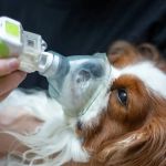 How to Recognize and Treat Pet Coughing and Respiratory Issues