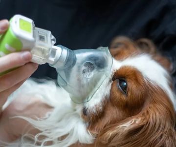 How to Recognize and Treat Pet Coughing and Respiratory Issues