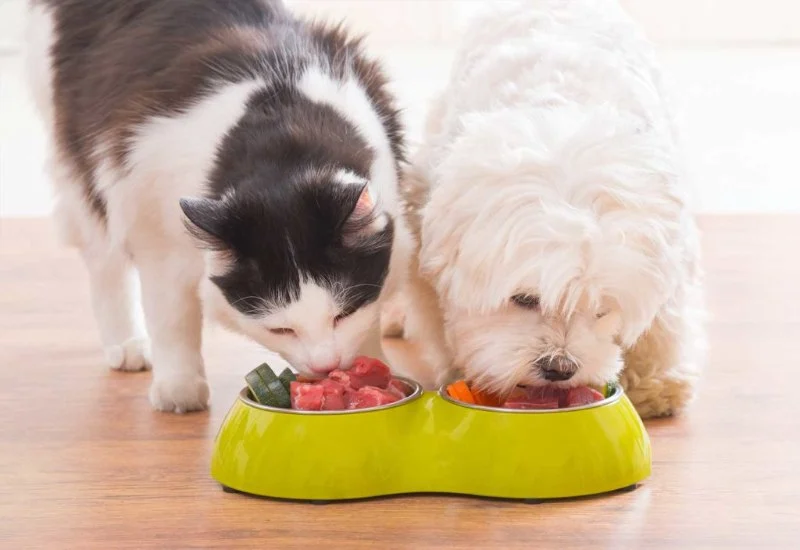 How to Choose the Best Diet for Your Pet’s Age and Health Needs