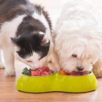 How to Choose the Best Diet for Your Pet’s Age and Health Needs