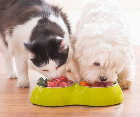 How to Choose the Best Diet for Your Pet’s Age and Health Needs