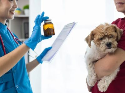 How to Recognize and Treat Common Pet Diseases: A Complete Guide