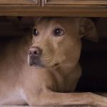 How to Manage Your Pet's Anxiety During Fireworks or Thunderstorms