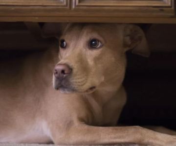 How to Manage Your Pet's Anxiety During Fireworks or Thunderstorms