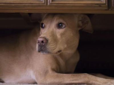 How to Manage Your Pet's Anxiety During Fireworks or Thunderstorms