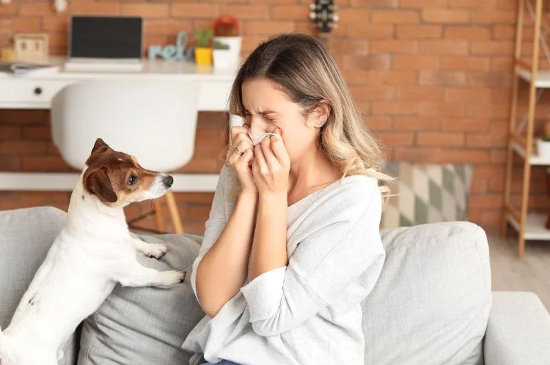 Understanding Pet Allergies: Symptoms and Treatment Options | Brothers Pets