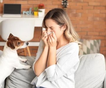 Understanding Pet Allergies: Symptoms and Treatment Options | Brothers Pets