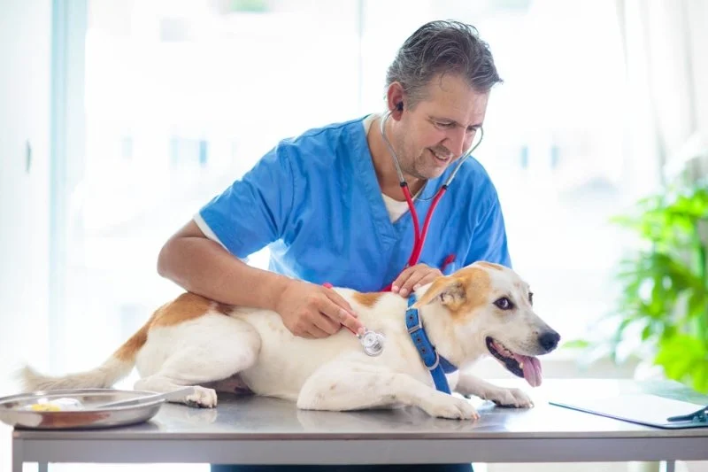Why Regular Vet Visits Are Crucial Even for Healthy Pets