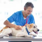 Why Regular Vet Visits Are Crucial Even for Healthy Pets