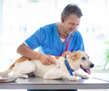 Why Regular Vet Visits Are Crucial Even for Healthy Pets