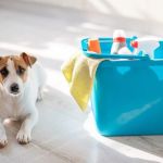 How to Safely Clean Your Pet’s Bowls and Toys: A Complete Guide