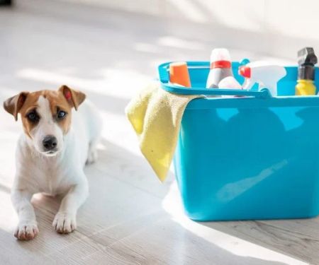 How to Safely Clean Your Pet’s Bowls and Toys: A Complete Guide