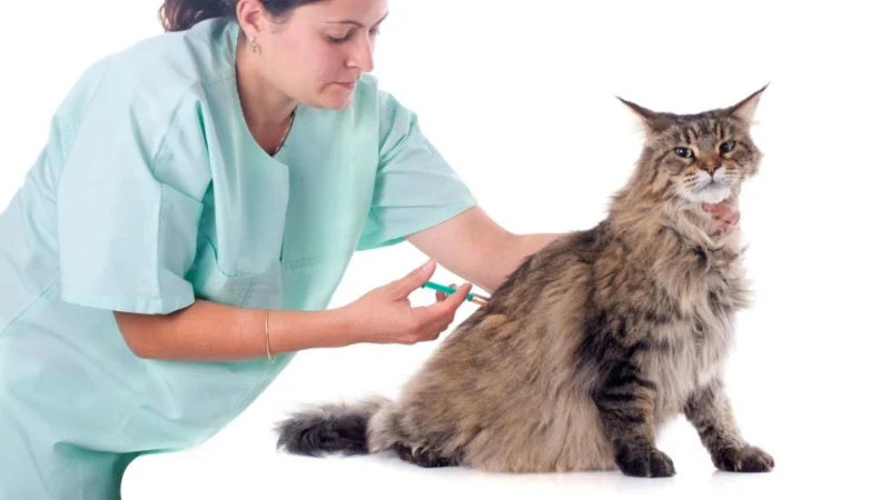 Managing Feline Diabetes Through Diet and Monitoring: A Complete Guide